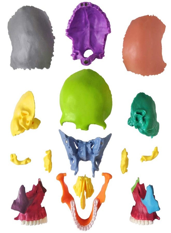 EVOTECH SCIENTIFIC Mini Human Skull Model, Didactic 15 Parts Palm-Sized Anatomy Skull Model, Exploded Skull, Medical Anatomy and Physiology Teaching Learning Education Skull Puzzle, Colored - Image 2